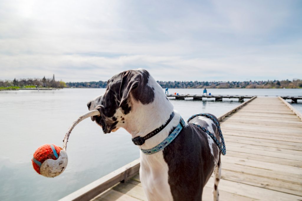 dock Diving Training