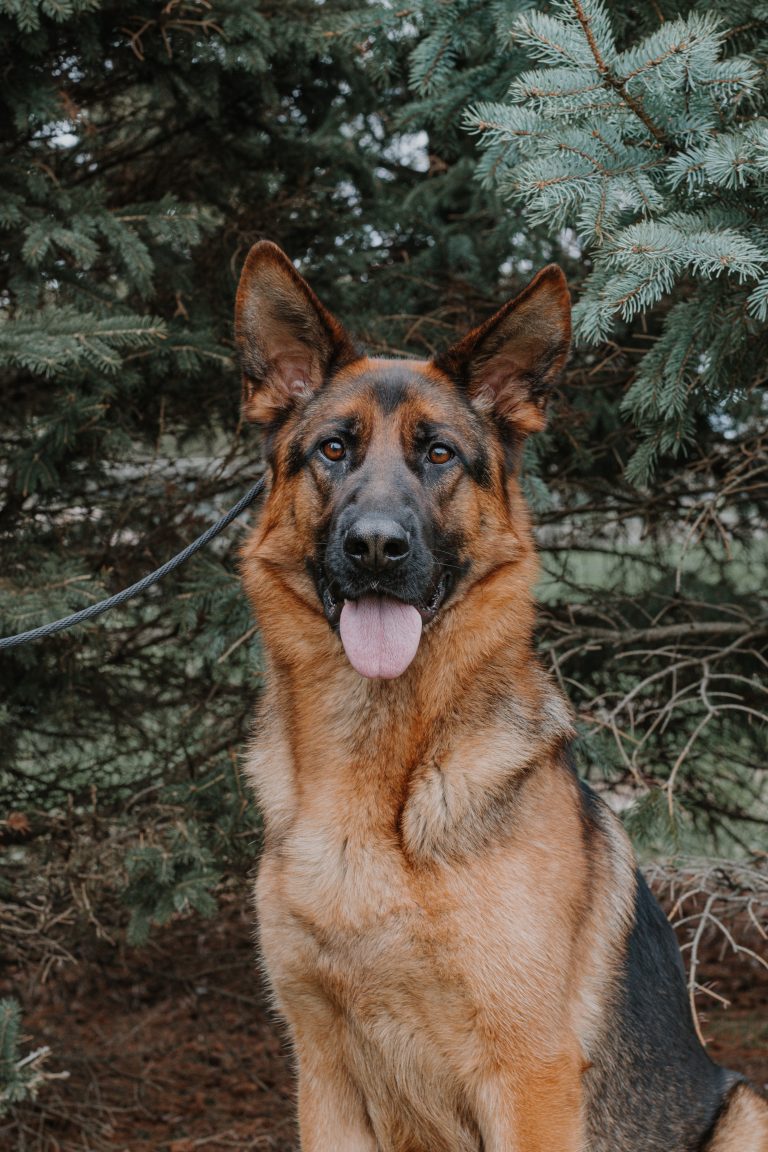 Oscha