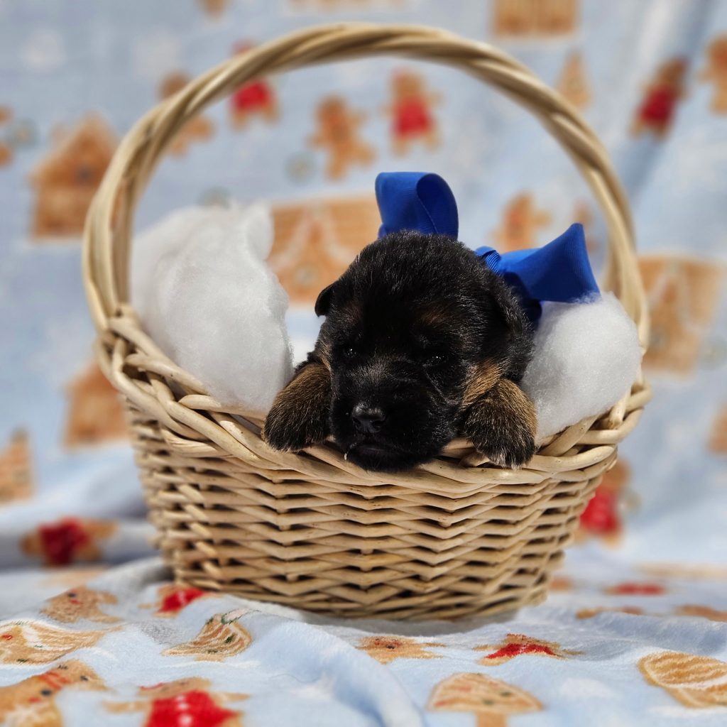 Blue - Lasko & Cordula Litter