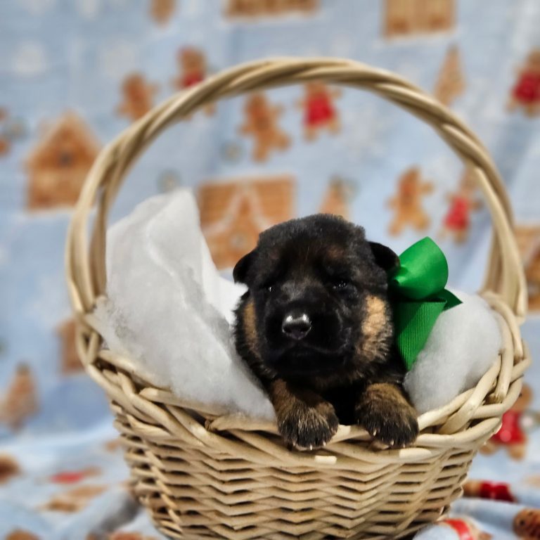 Green - Lasko & Cordula Litter