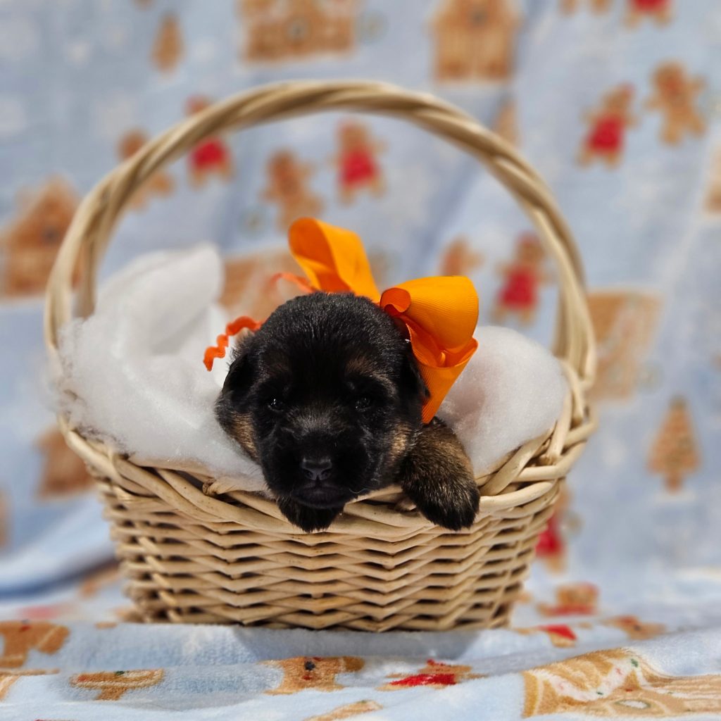 Orange - Lasko & Cordula Litter