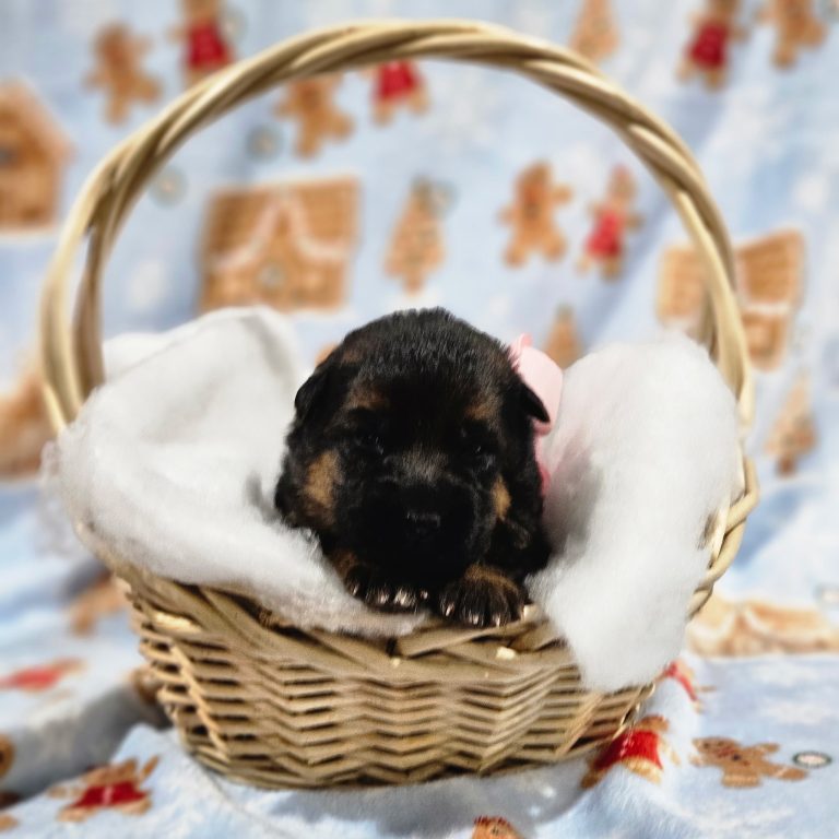 Pink - Lasko & Cordula Litter