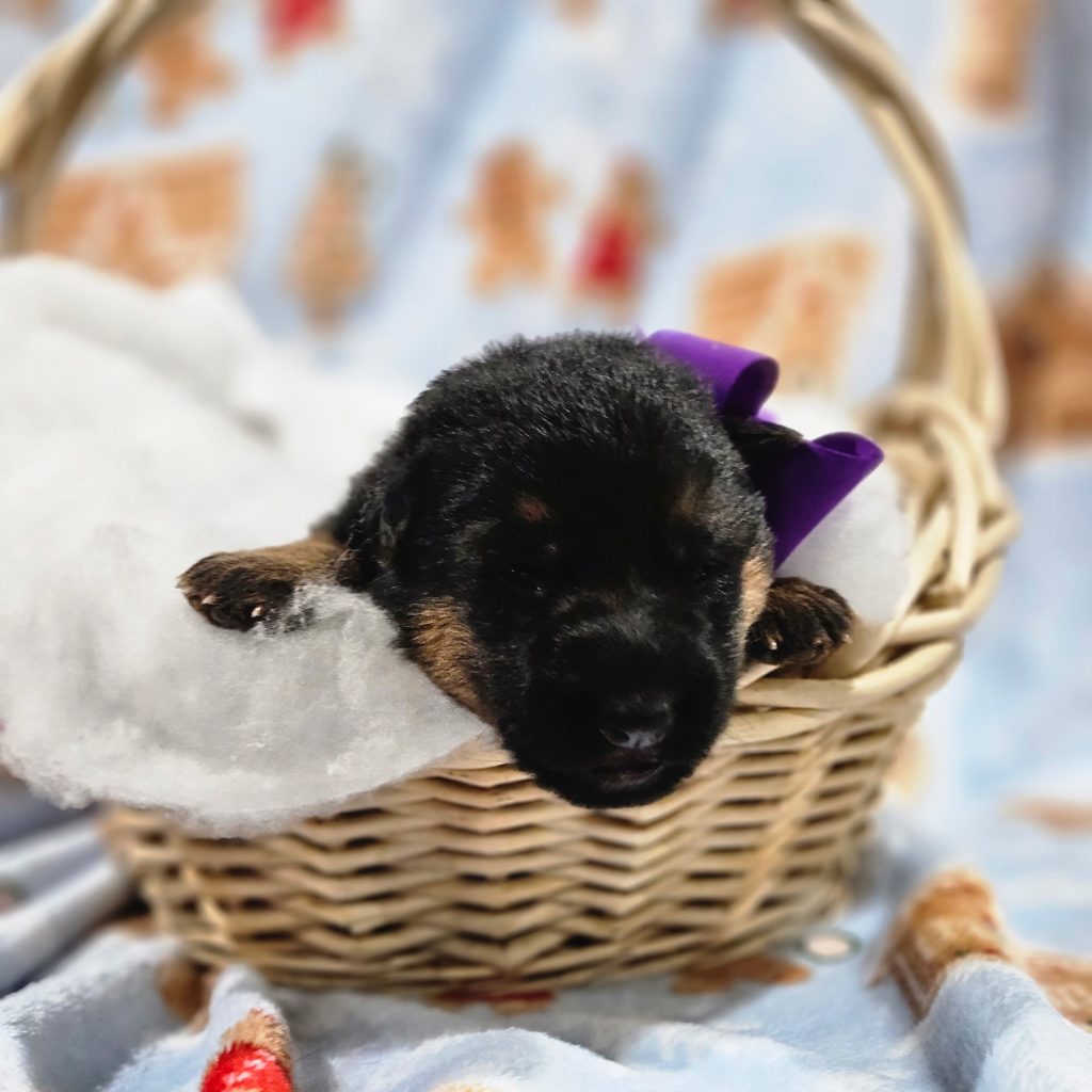 Purple - Lasko & Cordula Litter