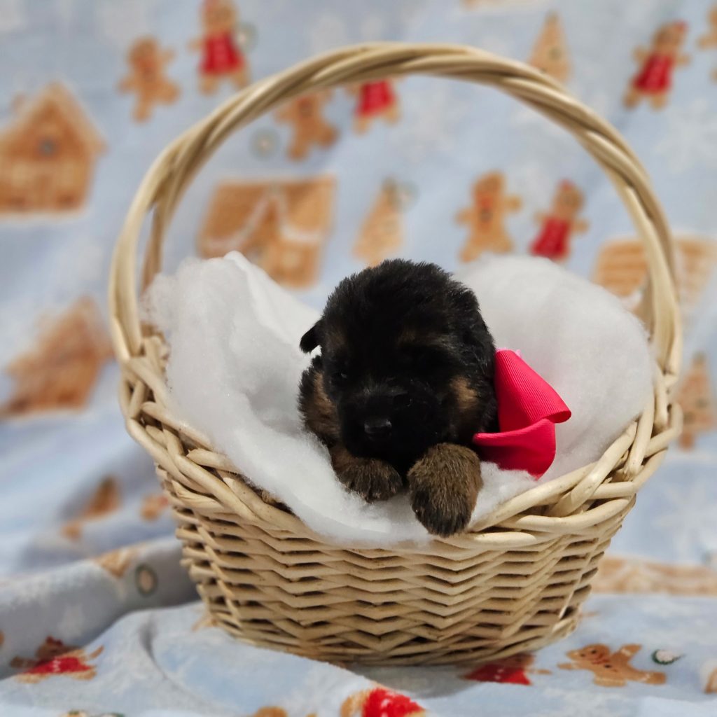 Red - Lasko & Cordula Litter