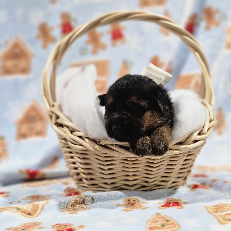 White - Lasko & Cordula Litter