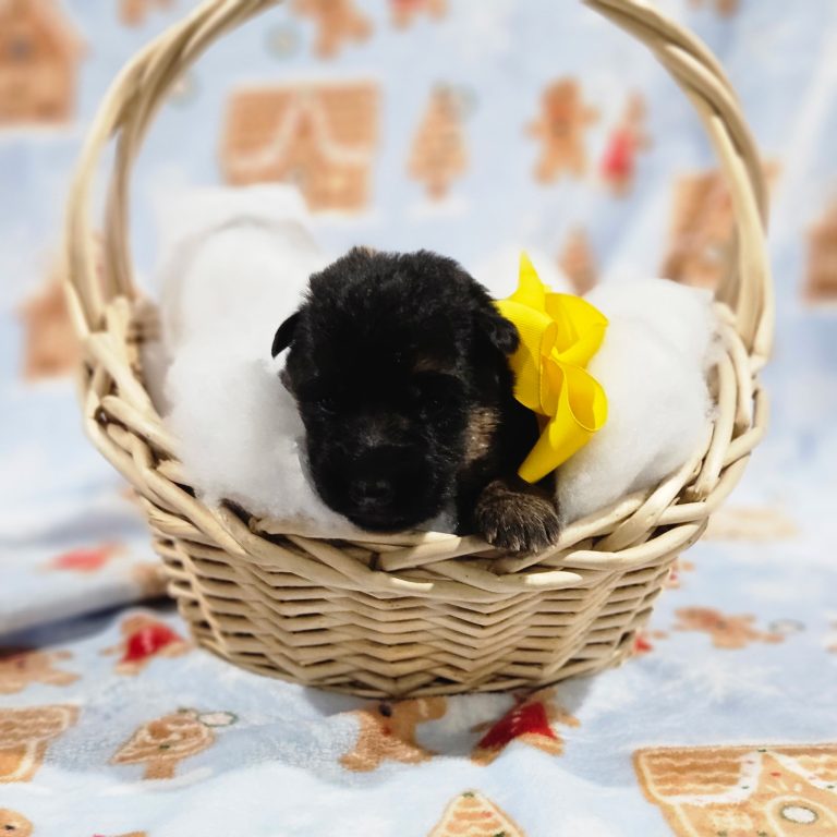 Yellow - Lasko & Cordula Litter